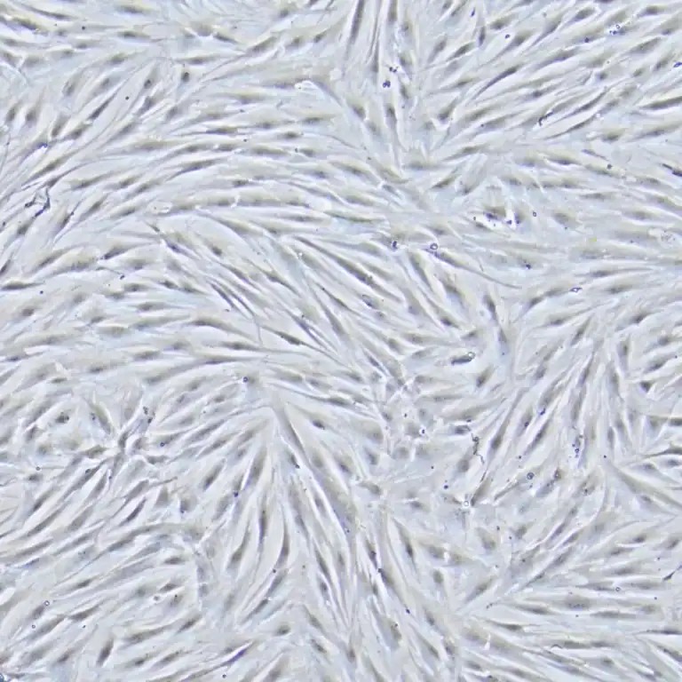A Close up view of hair follicle regeneration therapy